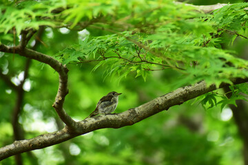 夏の森のコサメビタキの幼鳥