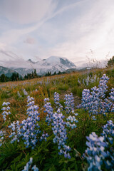 flowers and mountain