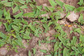 A thicket of bindweed on the old ruined, sand-covered, concrete blind area of the building. Narrow...