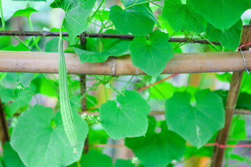 Fresh luffa acutangula or Chinese okra planting in the farm