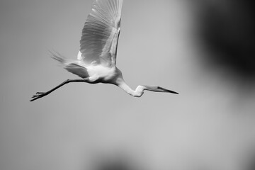 중대백로가 보이는 아름다운 풍경