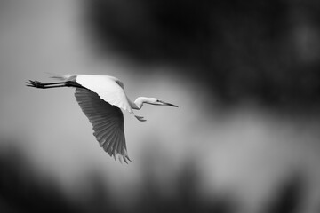 중대백로가 보이는 아름다운 풍경