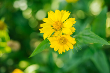 Yellow small flower on a green background. The flower grows in a flower bed.