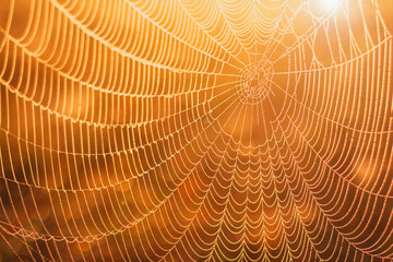 Spider web covered with dew in the early morning in the orange rays of the autumn dawn. Beautiful colorful background with spider web