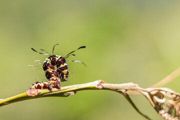 ant on a leaf