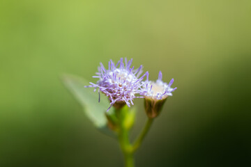 purple flower of a thistle
