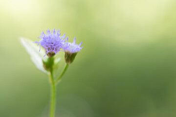 Fototapeta premium purple flower of a thistle