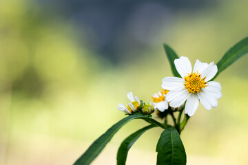 Fototapeta na wymiar daisy flower on green background