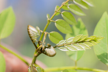 bud of a plant