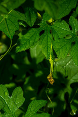 Bitter gourd is a biennial plant that is grown and easy to use, low-cost care.