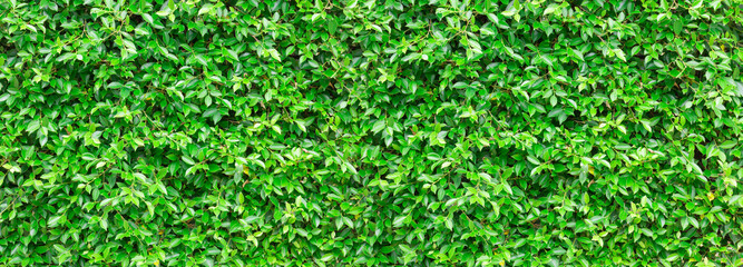 Green leaves wall texture for background and design.