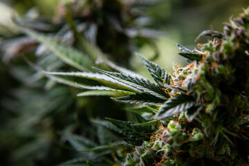 Fototapeta premium Marijuana Growing on Cannabis Farm.