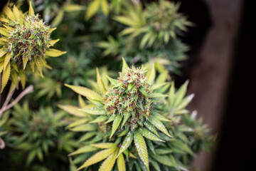 flower bud marijuana plant close-up trichome.