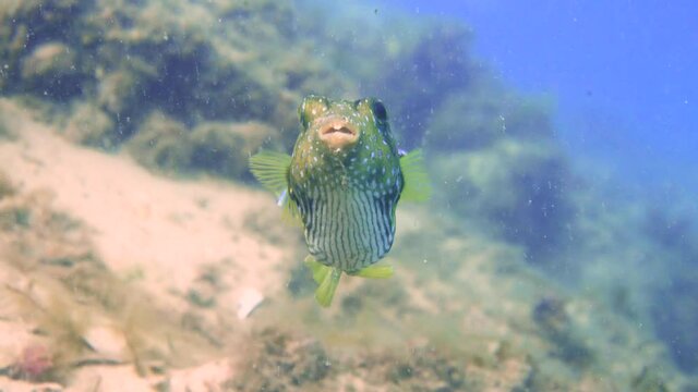 Underwater scene of spotted toby sharp nose puffer fish hovering and looking at camera with bulging eyes having numerous white spots on head and body and striped underside, handheld portrait close up