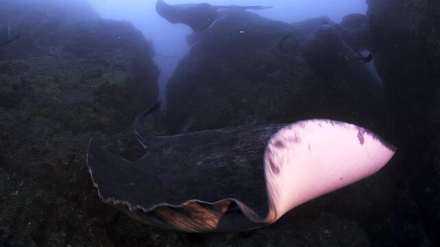 Breathtaking underwater encounter with enormous smooth black dangerous stingrays, one approaches revealing pale underside in blue ocean water by coral reef, Queensland, Australia, handheld close up