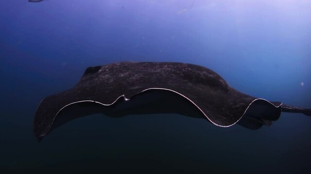 Underwater aquatic scenic view of enormous smooth black stingray and venomous tail with large tubercles and thorns swimming alone near waterline surface, Queensland, Australia, handheld close up