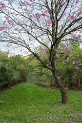 Obraz premium tree in the park