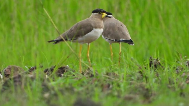 yello - wattled in lake UHD MP4 4k ..