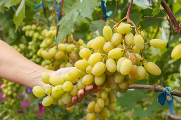Bunches of ripe white grapes on a bush