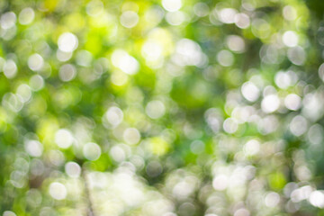 green bokeh abstract background