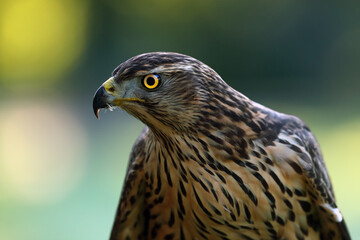 The northern goshawk (Accipiter gentilis), portrait of a young female hawk with colorful...