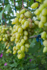 Unripe, young wine grapes in summer vineyard.