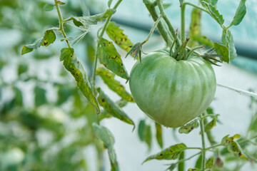 Unripe green tomato growing on bush in the garden.