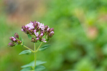 Obraz premium Oregano plant. macro shot, close-up, field lilac fragrant flowers. Organic natural seasoning.
