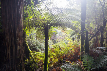 Plakat New Zealand forest