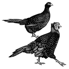 Fototapeta na wymiar Domestic birds. Pheasants. Black and white graphics.