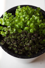 microgreens growing on a windowsill, basil sprouts in a white pot