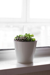 microgreens growing on a windowsill, basil sprouts in a white pot
