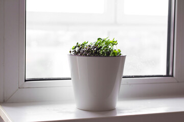 microgreens growing on a windowsill, basil sprouts in a white pot