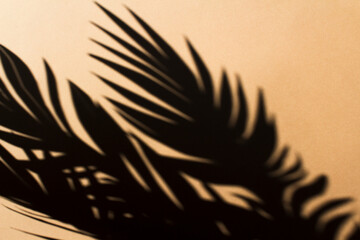 Fototapeta na wymiar palm tree shadow on beige background