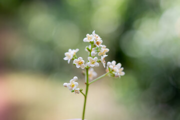 cherry blossom in spring