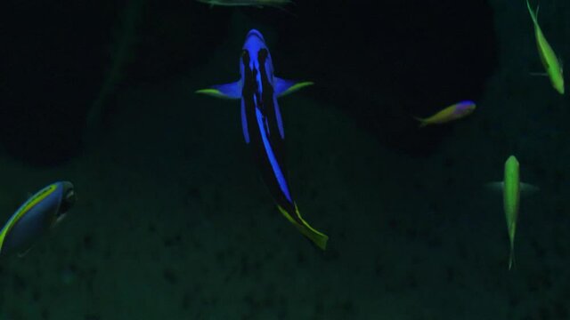 Palette surgeonfish biology aquarium oceanarium 4k