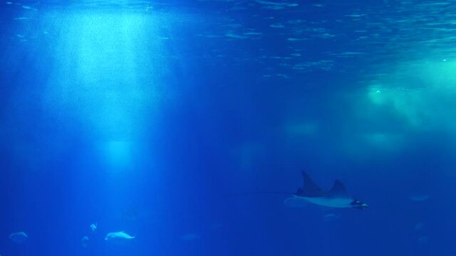 atlantic devil ray biology aquarium slow motion 4k