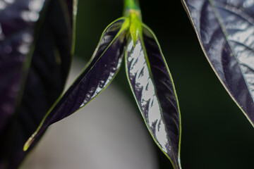 close up of a flower