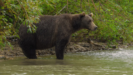 Obraz na płótnie Canvas brown bear in the forest