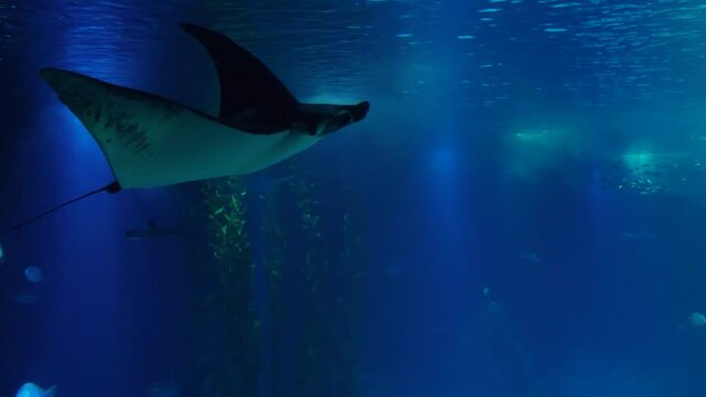 atlantic devil ray biology aquarium slow motion 4k