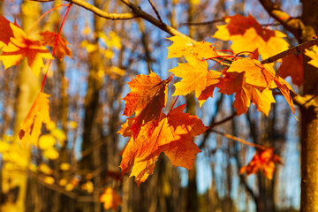 Fototapeta na wymiar Bright yellow lmaple leaves in the sunlight.