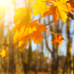 Bright yellow lmaple leaves in the sunlight.