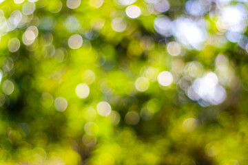 green bokeh background