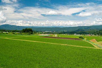 Midsummer paddy fields on the plateau of Japan