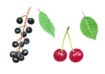 Set: bird cherry, cherry and green leaves isolated on white background. The work is done in watercolor.
