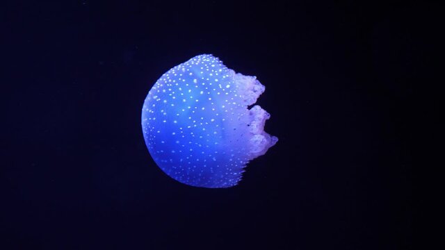 Atlantic sea nettle jellyfish slow motion 4k