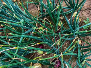 Beautiful closeup view of a Onion organic harvest