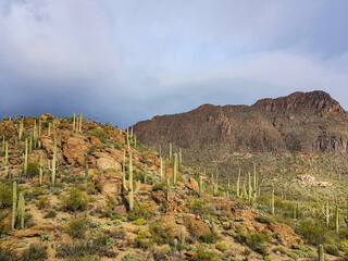 Fototapeta na wymiar landscape of the mountains of arizona