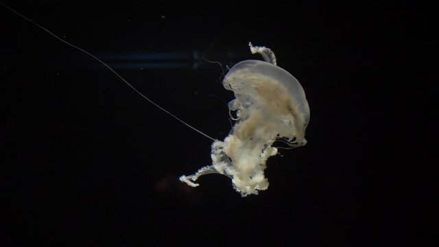 Atlantic sea nettle jellyfish slow motion 4k
