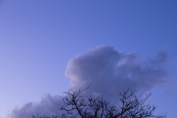 Winter clouds and a cold blue sky with silhouetted dry tops of trees image for background use